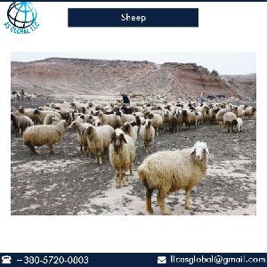 YELAGA SHEEP, Color : White at best price in Bellary Karnataka from ...