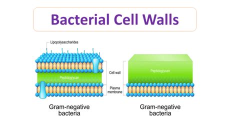 Microbiology Notes