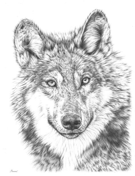 Wolf Pencil Drawing | Behance