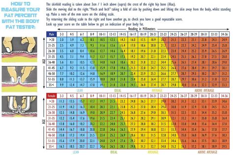 Visual Body Fat Percentage Chart