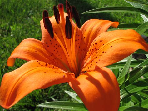 Orange Tiger Lily | Nice sunny morning. | Audrey | Flickr