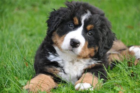 Bernese Mountain Dog Puppies: The Ultimate Guide for New Dog Owners ...