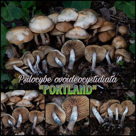 Psilocybe ovoideocystidiata "Portland" spore print | DINOSPORES