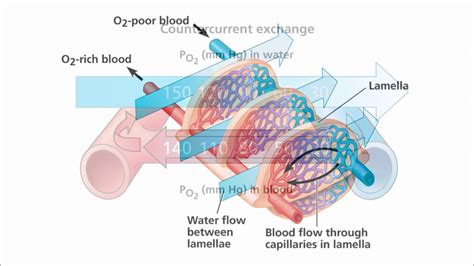 Campbell Biology Figure Walkthrough Video The structure and function of ...