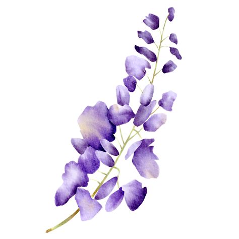 watercolor purple flowers 9657373 PNG