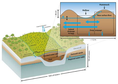 Conceptualization of hummock and hollow microtopography within ...