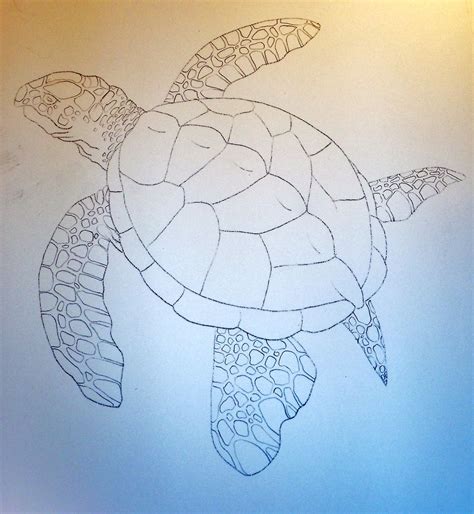 Archelon Turtle | Turtle drawing, Turtle sketch, Paleo art