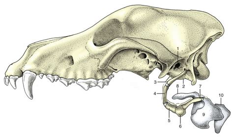 Fig 2.34 Hyoid Apparatus and Larynx suspended from temporal region of ...