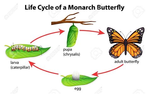 Butterfly Life Cycle - Let's Learn!