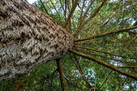 15 Edible Plants That Can Grow Under Pine Trees - The Permaculture ...