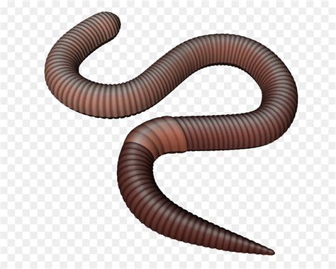 clipart earthworm 10 free Cliparts | Download images on Clipground 2024