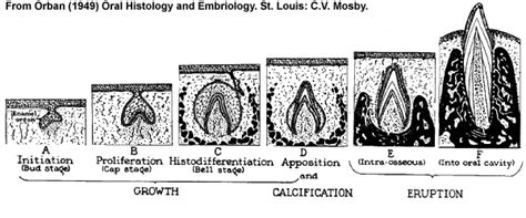 stages of tooth development initiation stage