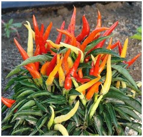 Buy Ornamental Veg Plant Seeds Ornamental Chilli Imported Hot Chili ...