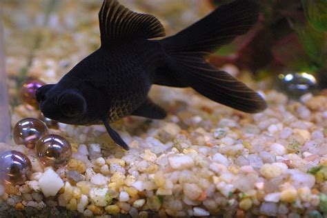 Black Moor Goldfish - Tips and Characteristics