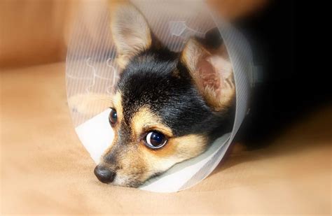 Can I Leave My Dog Alone After Surgery | CareAnimalHospital