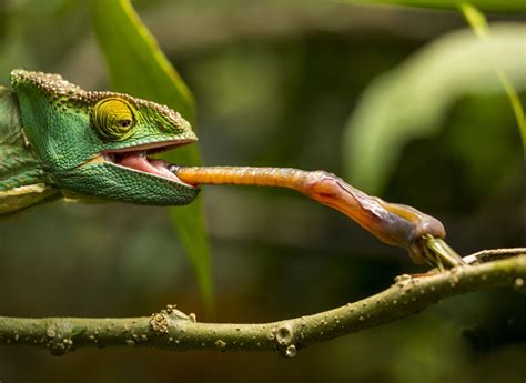 Pin on Animals with long tongues.