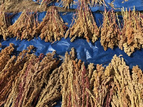 Growing Quinoa in The Cordillera Blanca, Peru - The Lazy Dog Inn