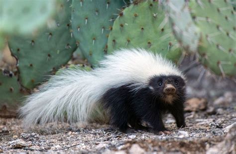 Skunk Spraying Bear