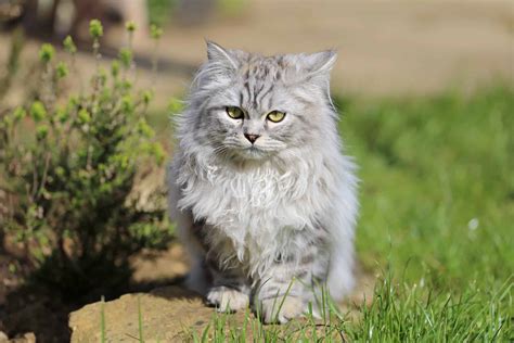 Grey Persian Cat: Info, Genetics, Traits & FAQs (With Pictures)