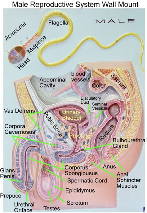 Pin by Shalika David on Quick Saves in 2021 | Reproductive system ...