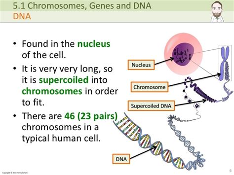 IGCSE Chromosomes, genes and DNA