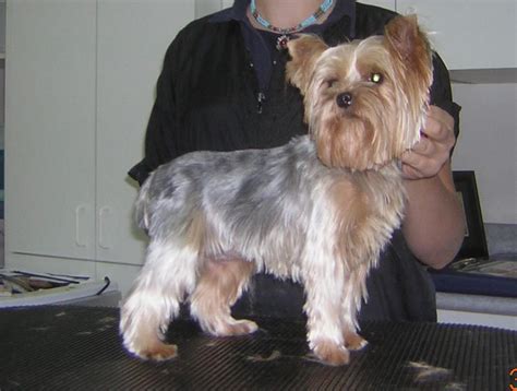 yorkie hairstyles | Yorkie haircuts, Yorkie dogs, Yorkshire terrier teacup