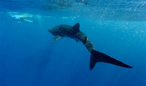 Kee Hua Chee Live!: WESTERN AUSTRALIA'S WHALE SHARK CAMPAIGN