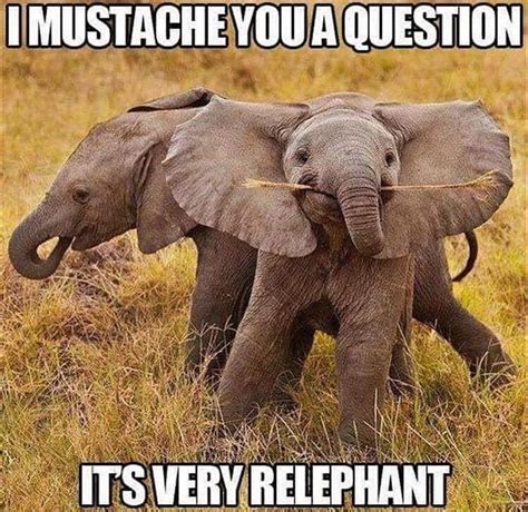 Elephants are the domestic cats of the wild...fight me! | Funny ...