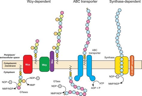 Bacterial glycoengineering as a biosynthetic route to customized ...