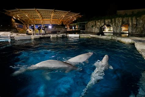 Belugas finally arrive at Mystic Aquarium after legal battle