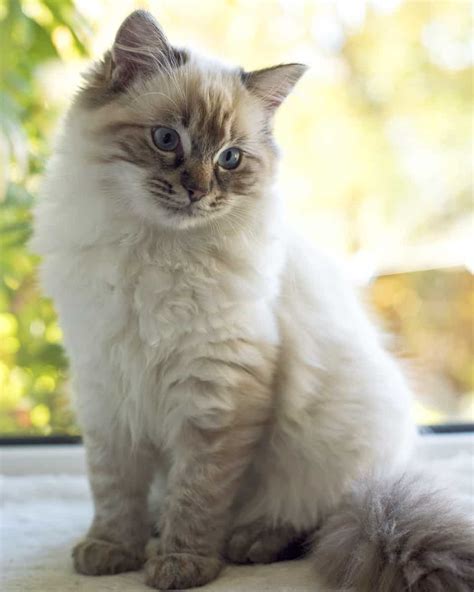 Seal-lynx-point-ragdoll-kittens-for-sale.srz.php