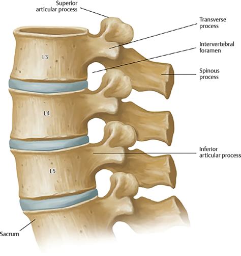 Lateral Lumbar Spine Anatomy