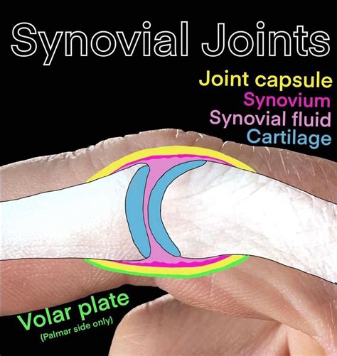 Synovial Membrane Diagram