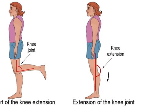 Flexion And Extension