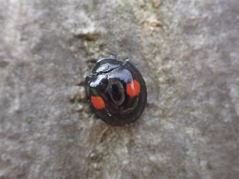 Black with red spots: What's my Ladybird? - Natural History Society of ...