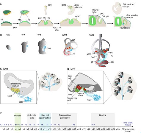 Figure 1 from Inner ear organoids: new tools to understand neurosensory ...