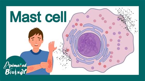 Mast Cells | What is the role of mast cells in inflammation? | Mast ...