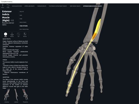 Muscles: Extensor Indicis. – Anatomy & Physiology