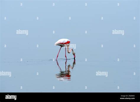 The real stars of the Cervia Salt Pans are the over 5,000 elegant pink ...