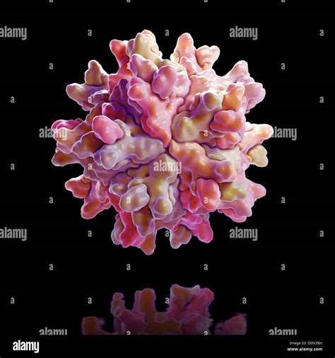 Infectious bursal disease hi-res stock photography and images - Alamy