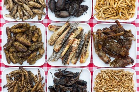 The edible insect revolution has arrived in Europe