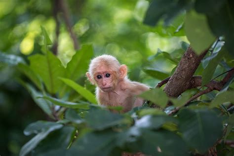 Baby Stump-Tailed Macaque | Sean Crane Photography