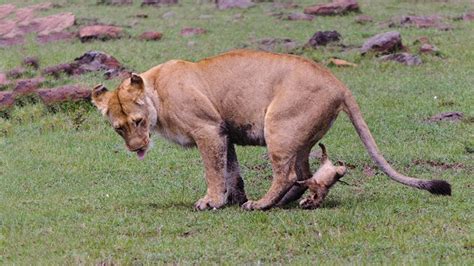 Amazing Lion Giving Birth To Four Cubs In The Wild | Baby Lion So Cute ...