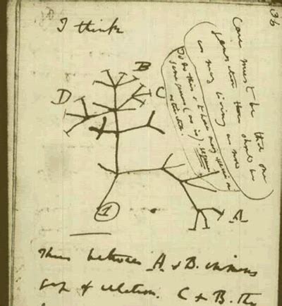 Charles Darwin And The Tree Of Life Worksheet Answers