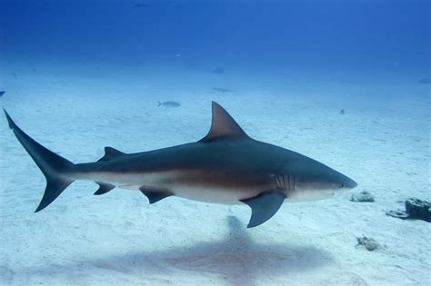 Carcharhinus leucas - Découvrez les poissons | St. Charles