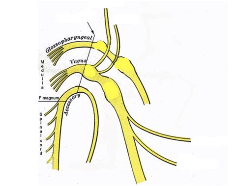 Anatomy- nerves exiting the jugular foramen Diagram | Quizlet