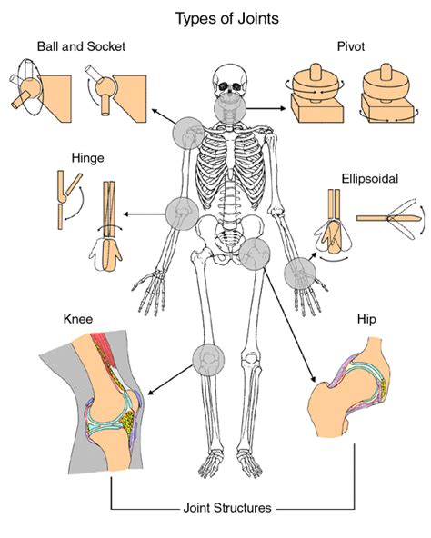 Anatomy of a Joint | Children's Wisconsin