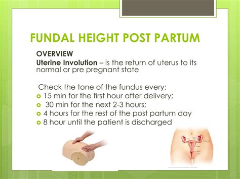 SOLUTION: Assessing uterine fundus post partum - Studypool