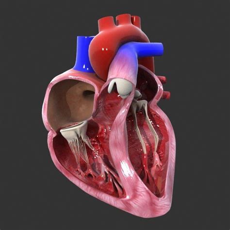 Heart Model | Anatomía del esqueleto humano, Anatomia del cerebro ...