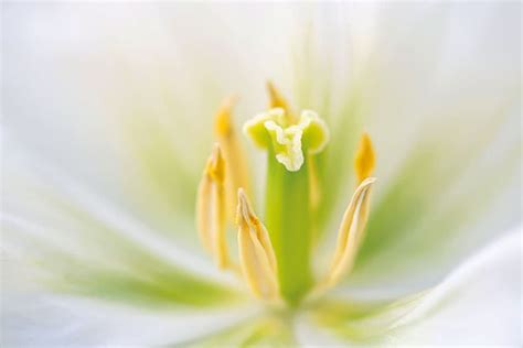 Top macro flower photography tips - Amateur Photographer